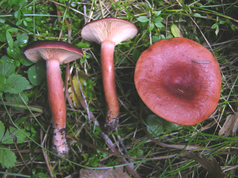 Lactarius badiosanguineus